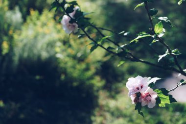 Çiçekler ve sabahları çayır ışık altın sivri. Se