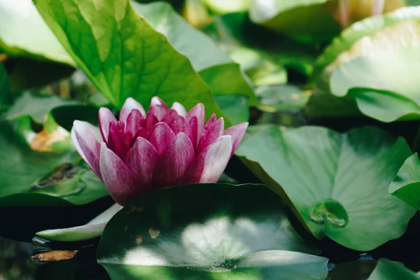 Vacker näckros eller lotus blomma, mjuk morgon ligth. — Stockfoto