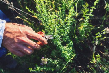 Adam dağ yabani kekik kesiyor