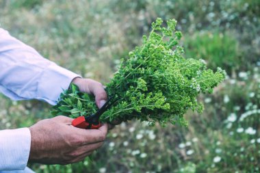 Adam bir buket veya kekik tutuyor