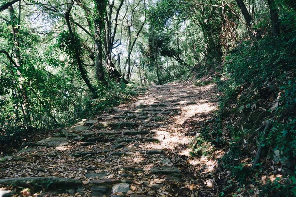 Camino en el bosque en la montaña de Santo Athos — Foto de Stock