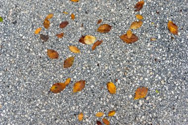 arka plan sonbahar yaprakları