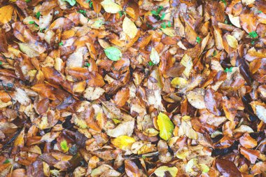 arka plan sonbahar yaprakları