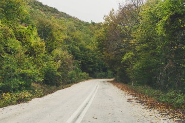 Sonbahar manzara, ormandaki yol