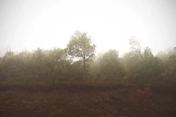 Trees in fog — Stock Photo, Image