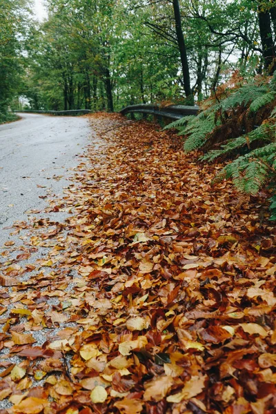 Paysage d'automne, route en forêt — Photo