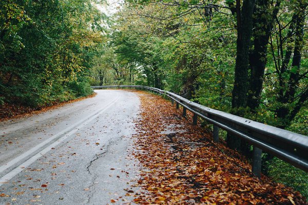 Autumn landscape, road in forest