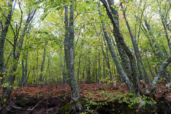 Autumn forest, beautiful nature background. — Stock Photo, Image