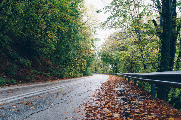 Autumn landscape, road in forest