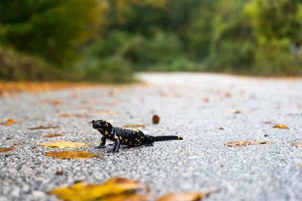 Fire salamander in the nature — Stock Photo, Image