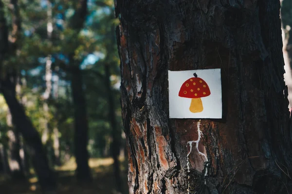 Picture of mushroom on tree in Dadia forest, Greece — Stock Photo, Image