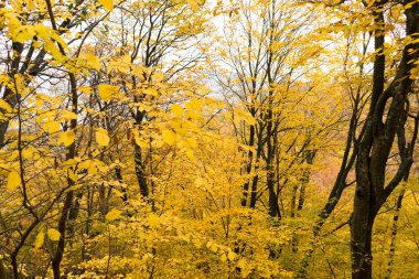 Sonbahar ağaçlar ormana, Yunanistan