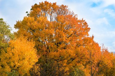Sonbahar ağaçlar ormana, Yunanistan