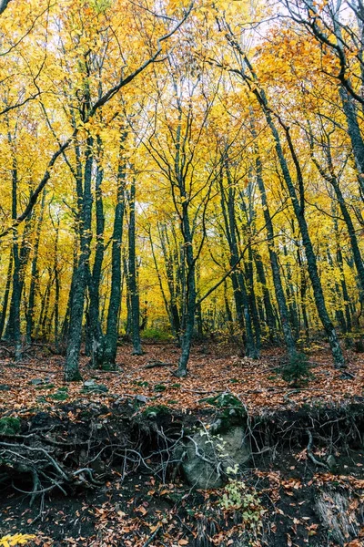 Φθινοπωρινά δέντρα στο δάσος, Ελλάδα — Φωτογραφία Αρχείου