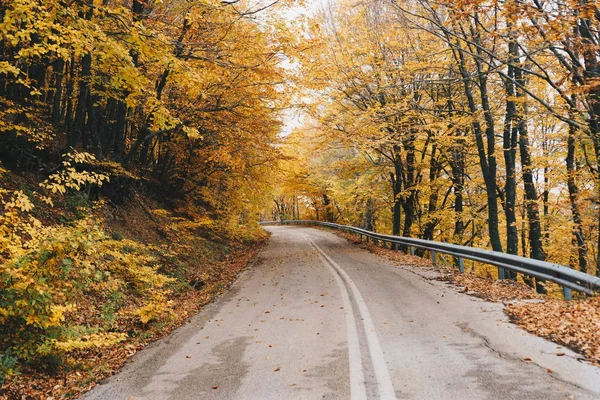 Camino en el bosque amarillo de otoño, paisaje natural — Foto de Stock