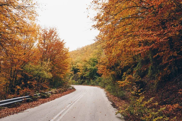 Camino en el bosque de otoño, paisaje natural — Foto de Stock
