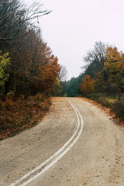 秋の森、自然風景の道 — ストック写真