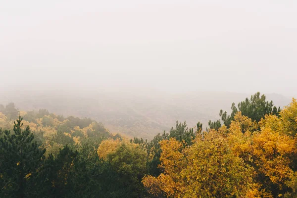 Vista panorámica del bosque brumoso — Foto de Stock