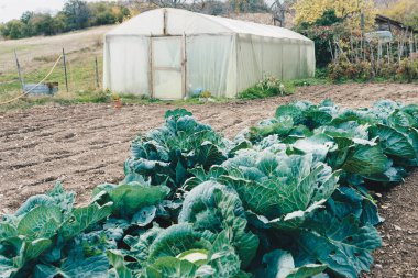 Bahçedeki küçük sera