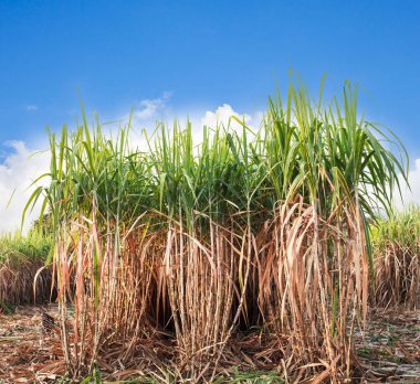 şeker kamışı alan 