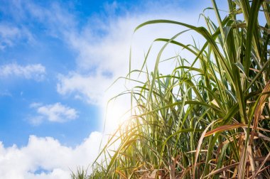 şeker kamışı alan 