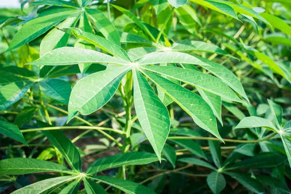 Yeşil manyok yaprakları 