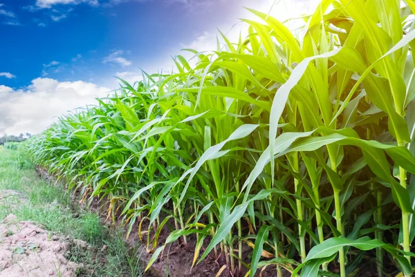 Cultivo de maíz — Foto de Stock