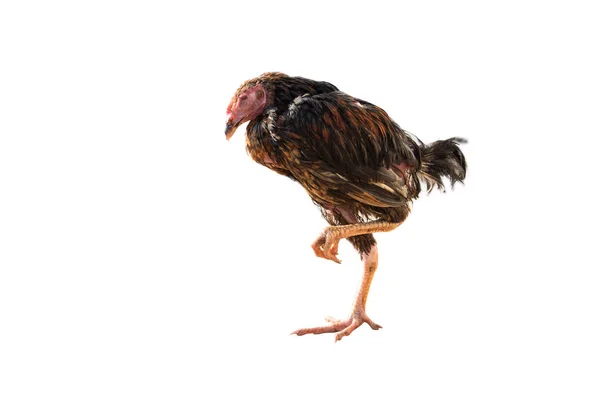 Sick little chicken — Stock Photo, Image