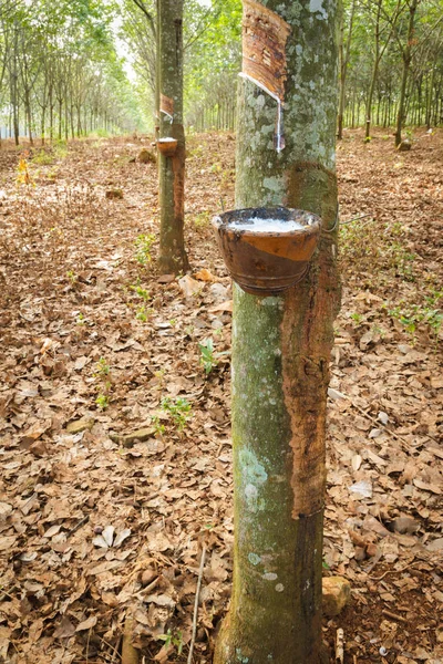 Árvore de borracha — Fotografia de Stock