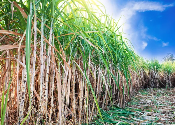 şeker kamışı alan 