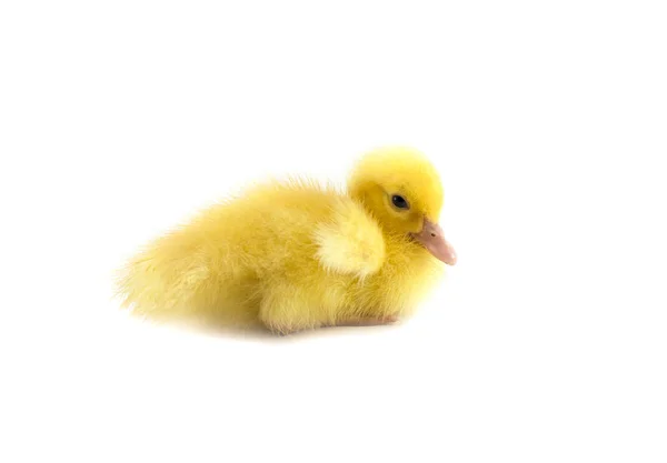 Little baby duck — Stock Photo, Image
