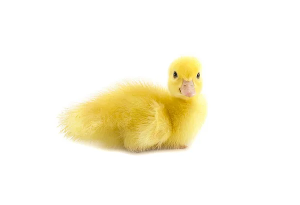 Pato bebé pequeno — Fotografia de Stock