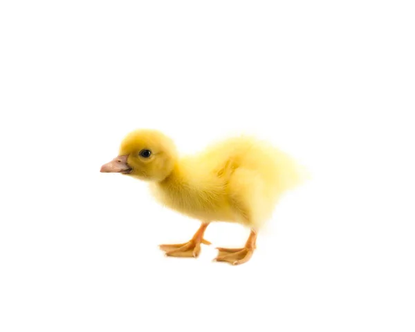 Malé dítě kachna — Stock fotografie
