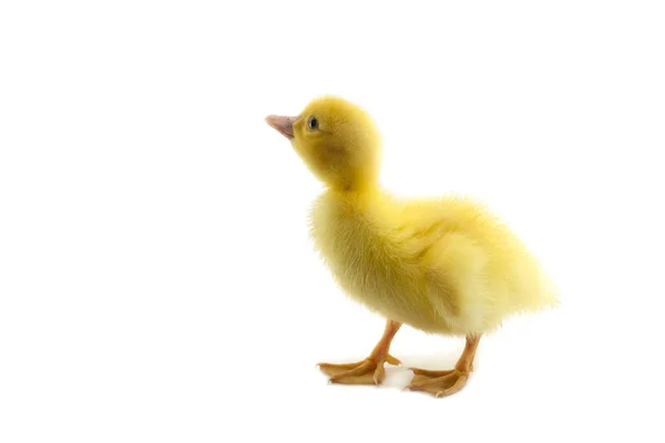 Malé dítě kachna — Stock fotografie