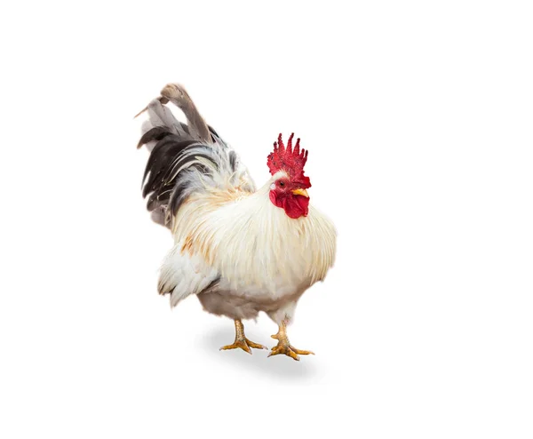 Beautiful cock — Stock Photo, Image