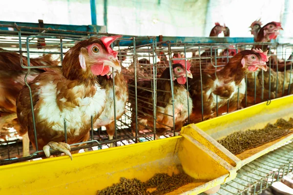 Laying hen — Stock Photo, Image