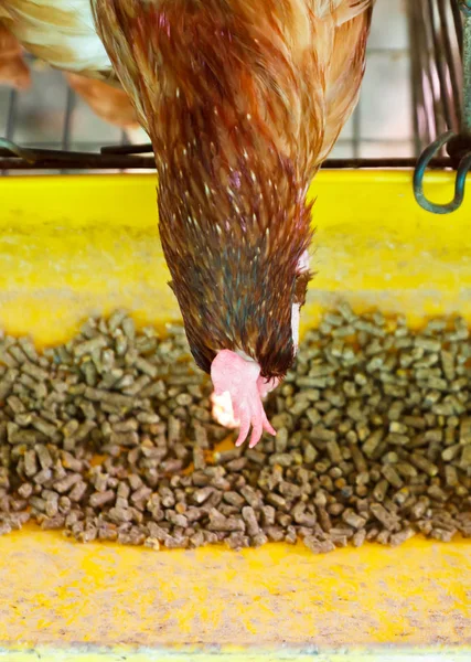 Laying hen — Stock Photo, Image