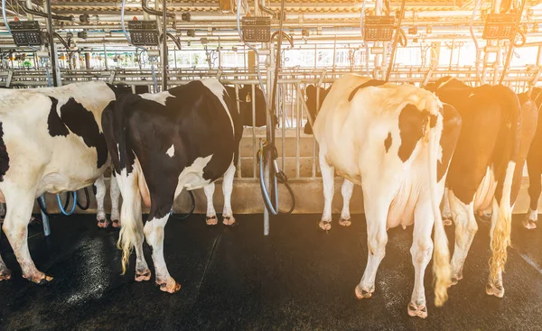牛の牛乳 — ストック写真