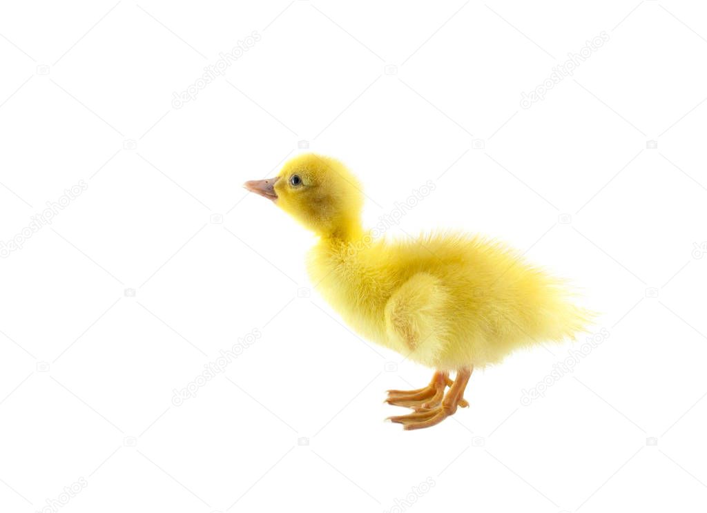 little baby duck