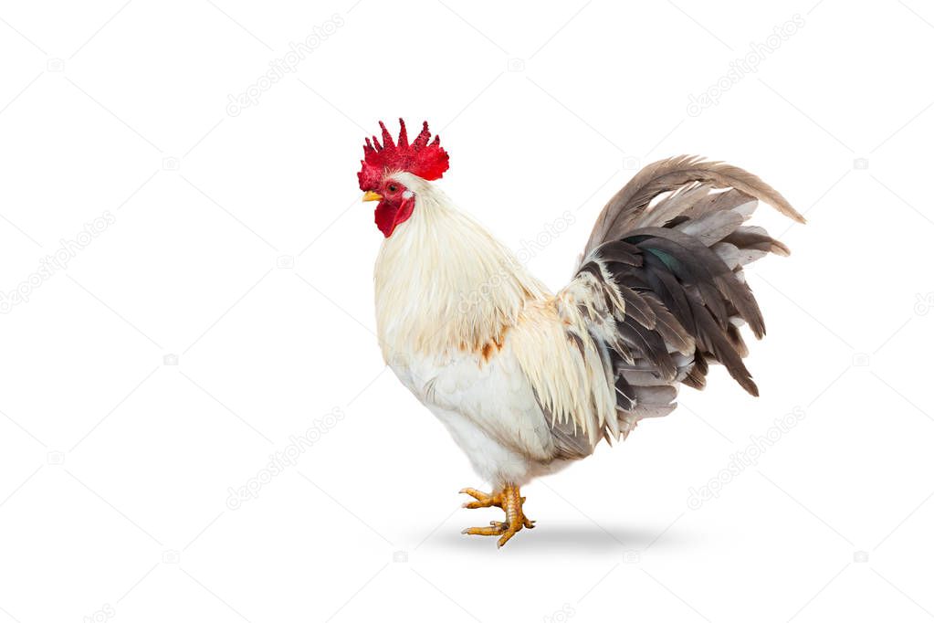 beautiful cock 