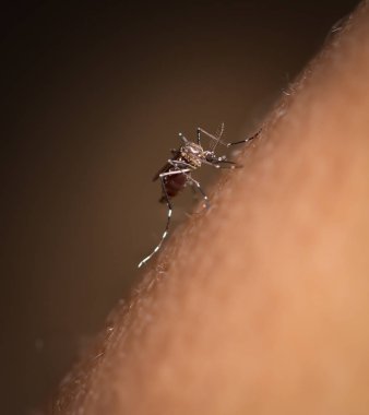 siyah culex sivrisinek 