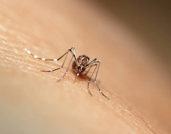 Mosquito preto culex — Fotografia de Stock