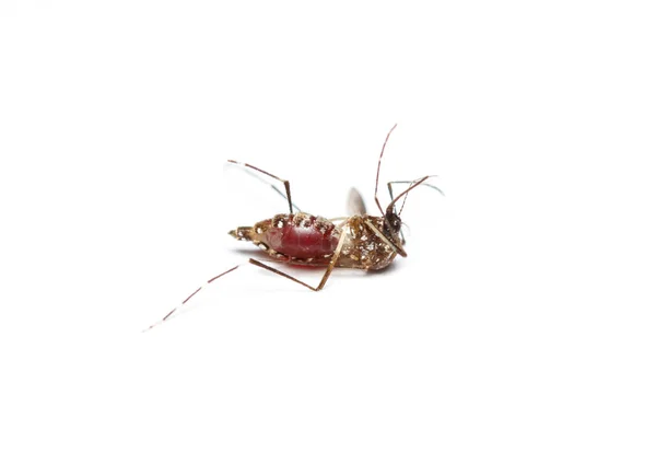 Döda mygga — Stockfoto