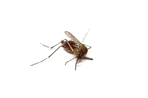 Mosquito morto — Fotografia de Stock