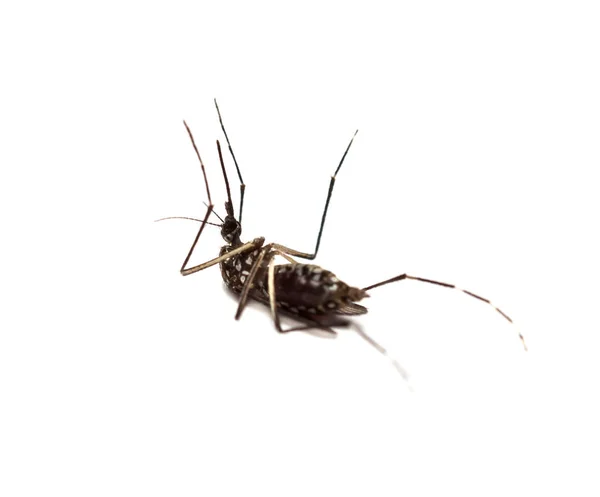 Mosquito culex negro aislado — Foto de Stock