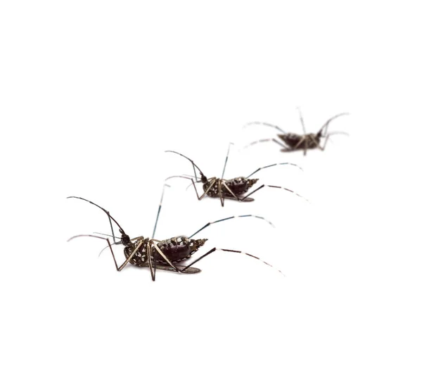 Mosquitos culex negros —  Fotos de Stock