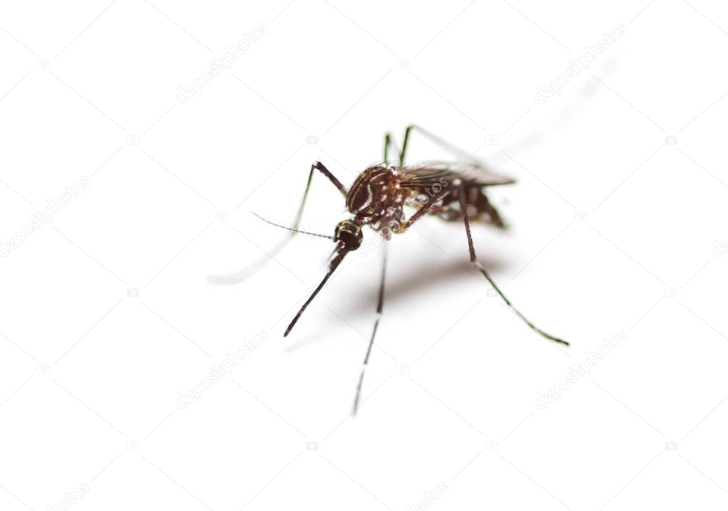 black culex mosquito 