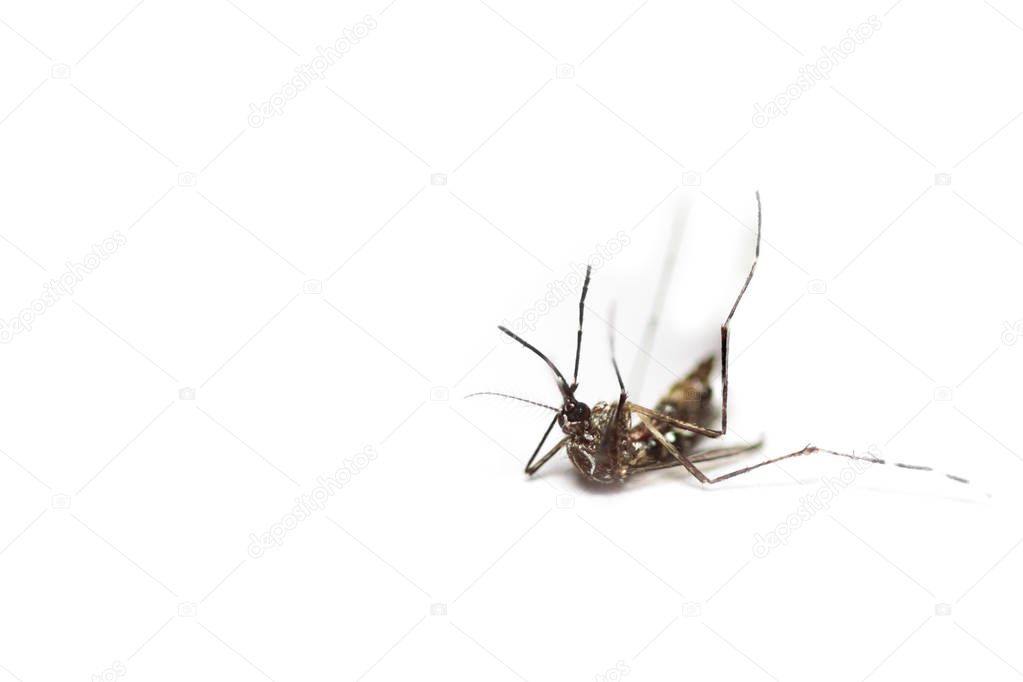 black culex mosquito 