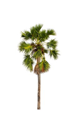 Beyaz arkaplanda izole edilmiş şeker palmiyesi