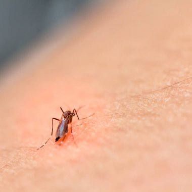 kan insan ciltte emen siyah culex sivrisinek